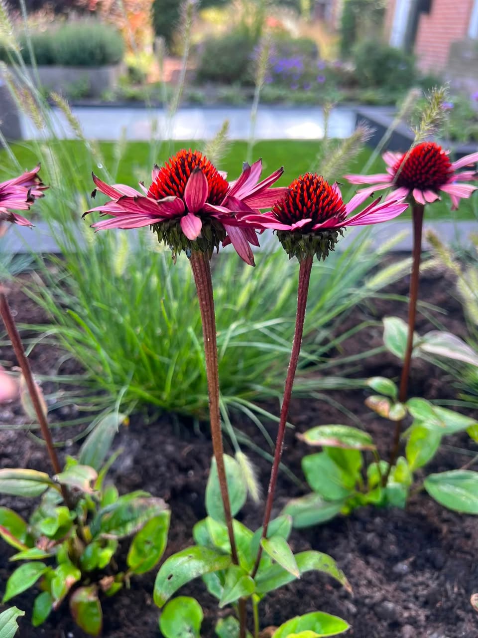 Rode echinacea in een nieuwe border, met het gazon op de achtergrond
