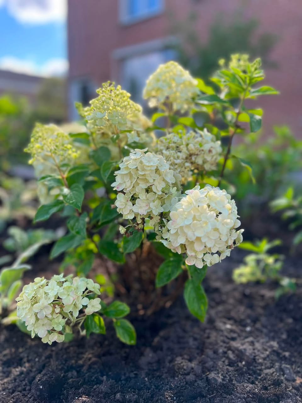 Witte pluimhortensia, net geplant, voor een bakstenen gevel