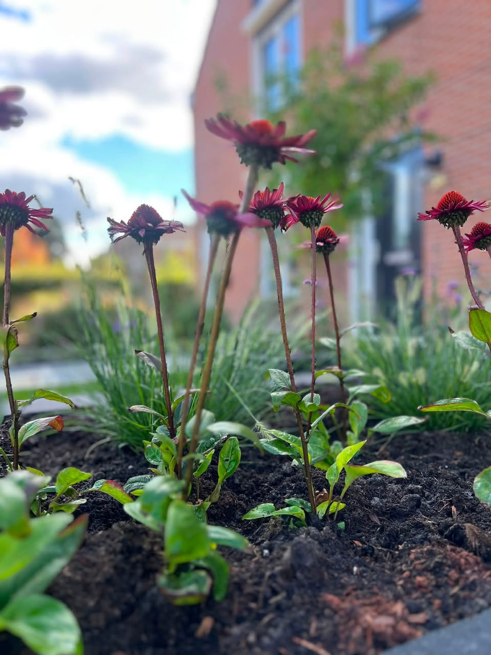 Echinacea langs de strakke zwarte rand van de border